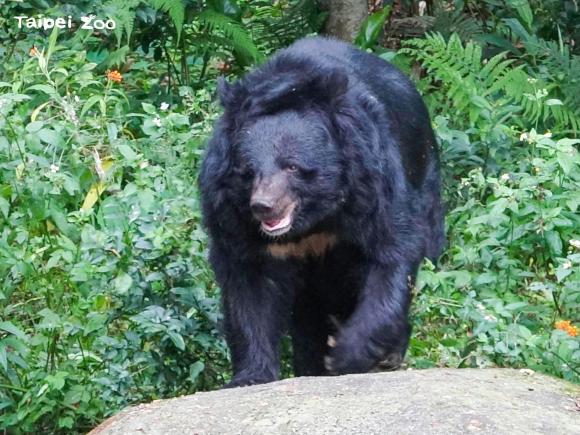 2023年動物園夜間觀星活動-為黑熊點燈